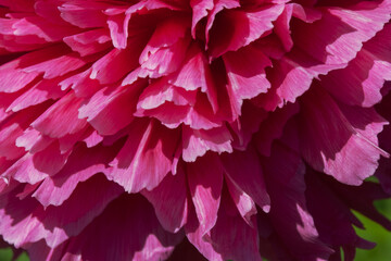 The peony bud begins to open