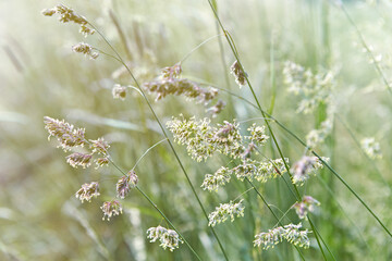 Flowering meadow grass. Summertime scenery