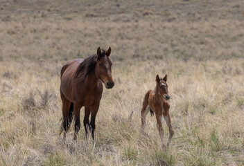 Wild Horse Mare and Her Foal in Utah