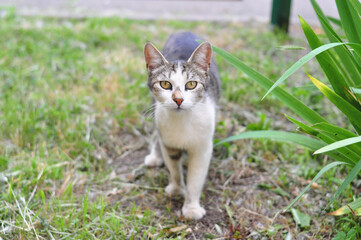 Homeless cat walking in the garden in summer 