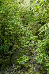 Fototapeta na wymiar Around Te Anau