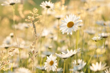 Daisies on a spring meadow at dawn - 438996140