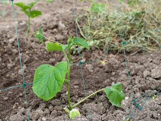 Small green sprouts on the bed in the spring. Seedlings of cucumbers grow in the open ground next to a trellis made of mesh