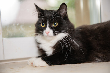 Cat on the windowsilk with his small pink nose.
