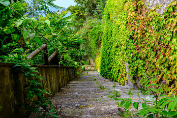 Fototapeta premium Castellabate, Salerno, Italy. Country lane with stairs and green plant