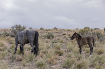 Obraz na płótnie Canvas Wild Horse Mare and Her Foal in Utah