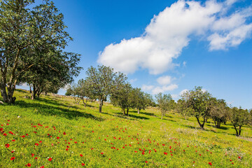 Desert acacias turn green