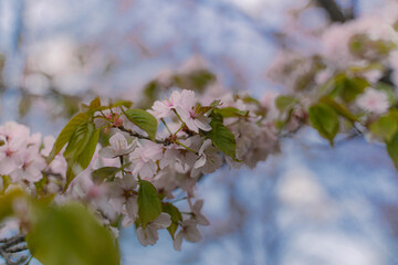 New Year's arrival cherry blossoms