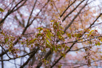 New Year's arrival cherry blossoms