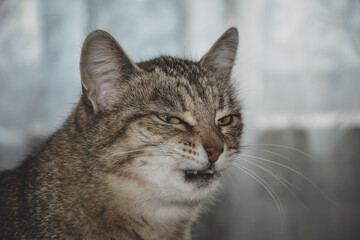 The cat made a very strange face .