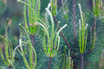 Green young needles on the pine in the forest