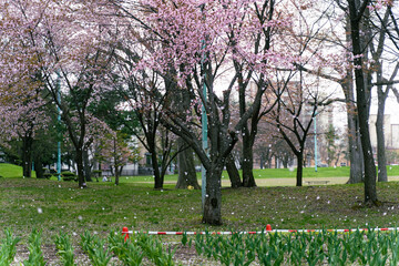 New Year's arrival cherry blossoms
