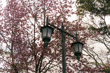 New Year's arrival cherry blossoms