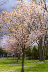 New Year's arrival cherry blossoms