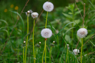 White dandelions in the forest in summer