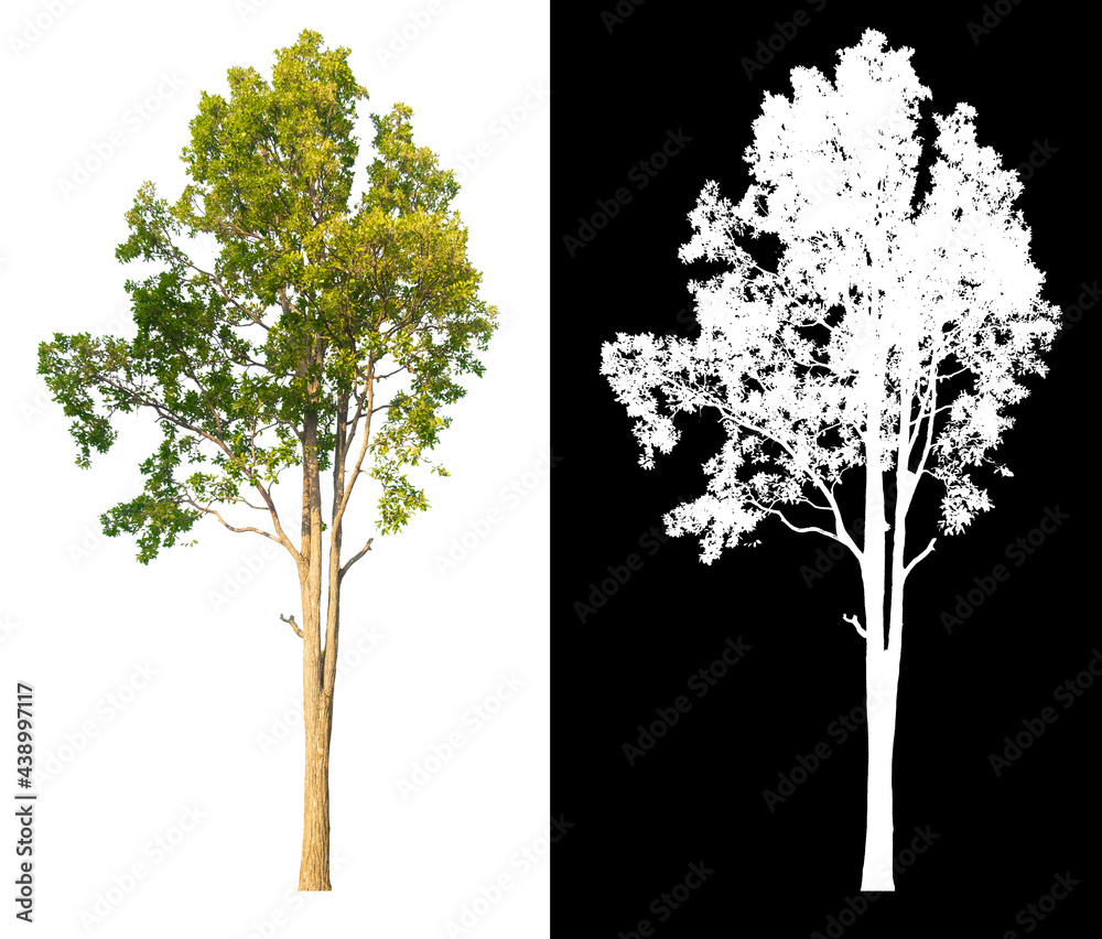 Poster green tree isolated on white background with post cut out original background and white background r