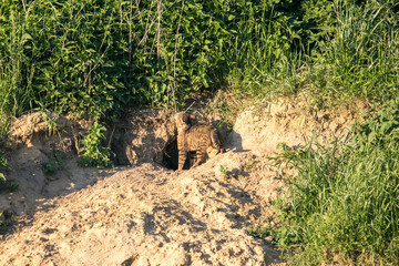 wildlife and wild animals, free living european wildcat exploring an badgers building, Bavaria, Germany