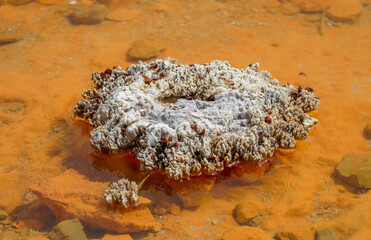 Champagne Pool at Waiotapu