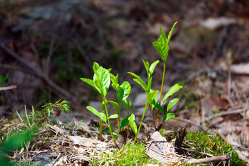 Young plants in the forest in summer