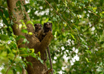 tree monkey family