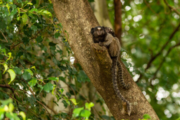 tree monkey family