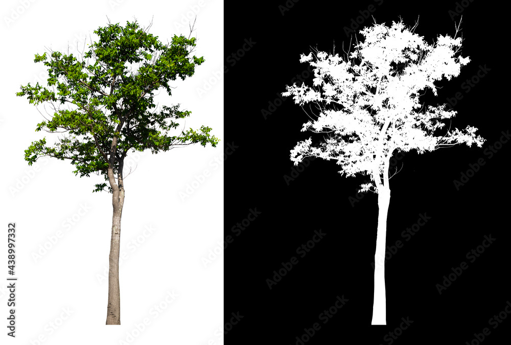 Poster green tree isolated on white background with post cut out original background and white background r