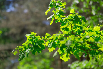 Young oak in the forest in summer