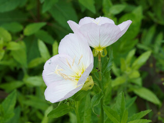 (Oenothera speciosa) Fleurs d'œnothères, d' oenothes ou onagres roses sur de basses tiges à...