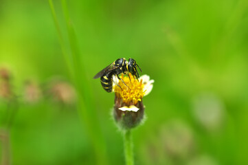 bee on a flower