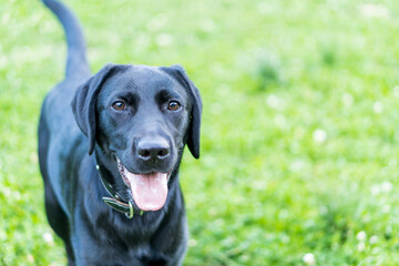 ブラックラブラドールレトリバー 
