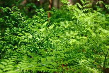 green fern in the forest in summer
