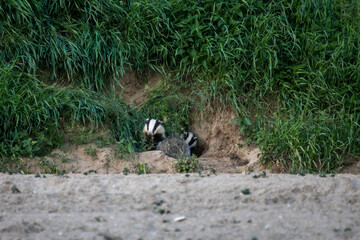 wildlife and wild animals, free living european badger coming out of his cave, Bavaria, Germany © AxelRedder