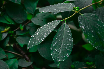 Fototapeta na wymiar rain drops on the leaves of rose
