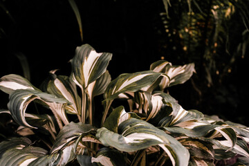 The hosta is wavy against a dark background with contrasting shadows and warm light.