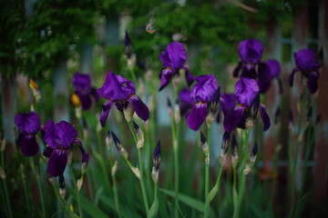 Rich purple iris flowers in a spring garden