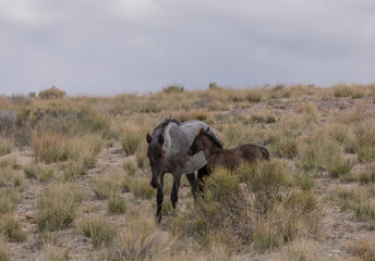 Fototapeta premium Wild Horse Mare and Her Foal in Utah