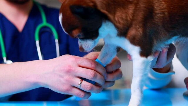 Veterinarian putting bandage on paw of german shepherd in clinics