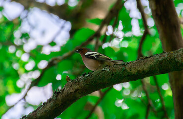 spotted woodpecker