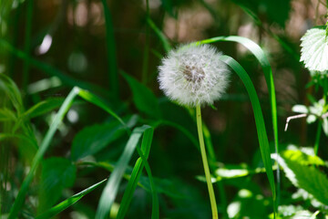 White dandelion in the forest in summer