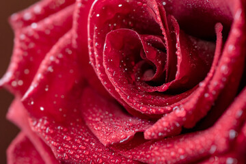 macro photo of a beautiful red rose with water drops on its petals