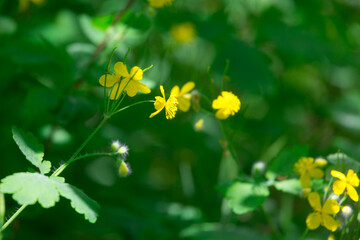 Yellow flowers in the forest in summer