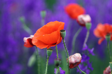 Photo background beautiful red poppies in the field