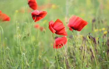 Photo background beautiful red poppies in the field