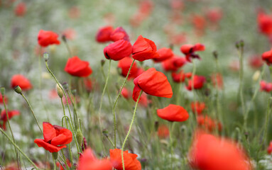 Photo background beautiful red poppies in the field