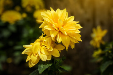 Yellow sweet bell pepper in dark scene