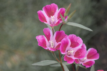 Naklejka premium Blooming flowers of the clarkia plant.