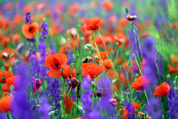 Photo background beautiful red poppies in the field