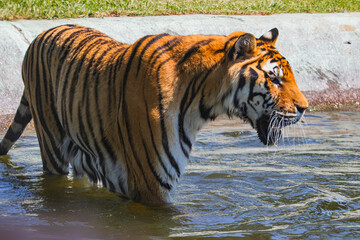 tiger in water