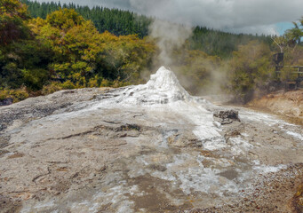 Lady Knox Geyser at Waiotapu