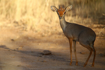 Dik dik de swayne (madoqua swaynei)